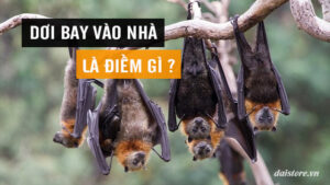 dơi bay vào nhà, dơi bay vào nhà là điềm gì